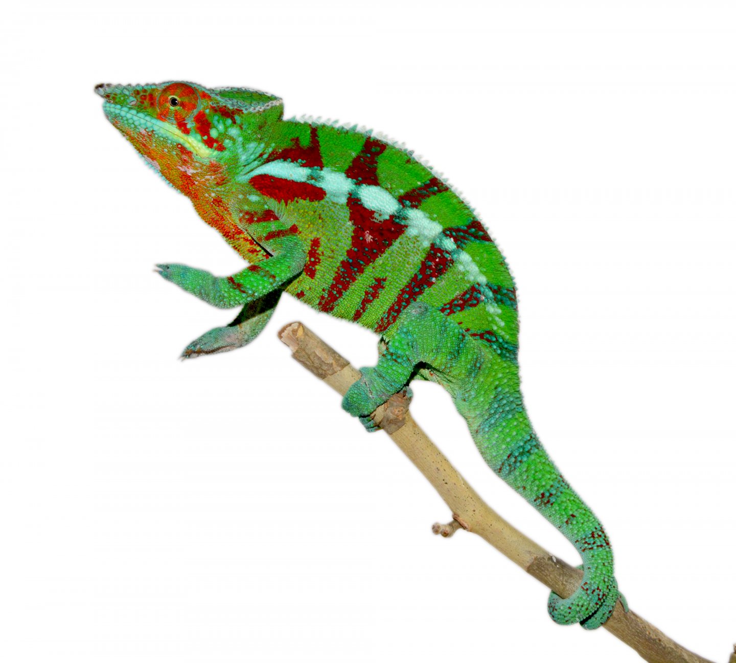 Ambanja Male #5 - Canvas Chameleons (1).jpg