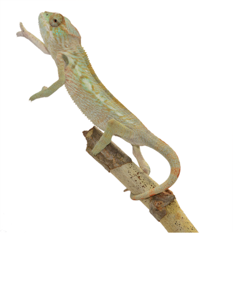 Ambilobe-Female-Louis-Canvas-Chameleons-1-Website-2-819x1024.png