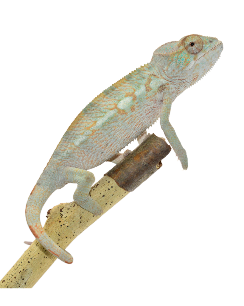 Ambilobe-Female-Louis-Canvas-Chameleons-2-Website-2-819x1024.png