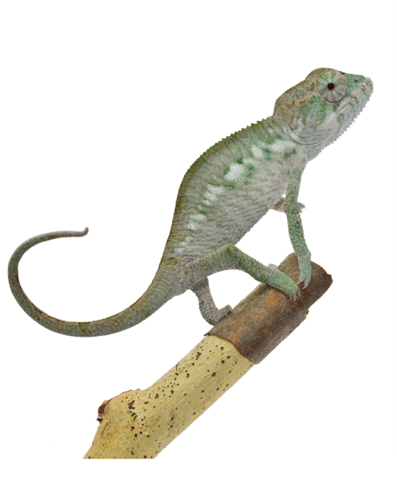 Ambilobe-Female-Louis-Canvas-Chameleons-5-Website-1-819x1024.png