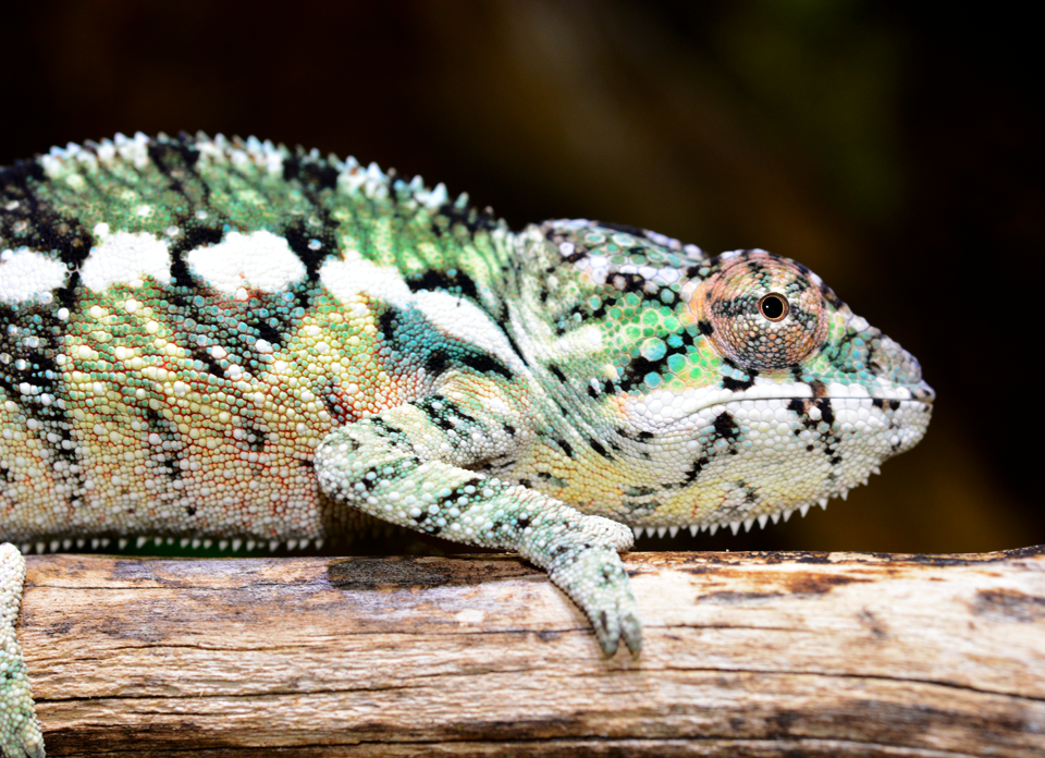 Ambilobe Male - Louis - Canvas Chameleons (1).png