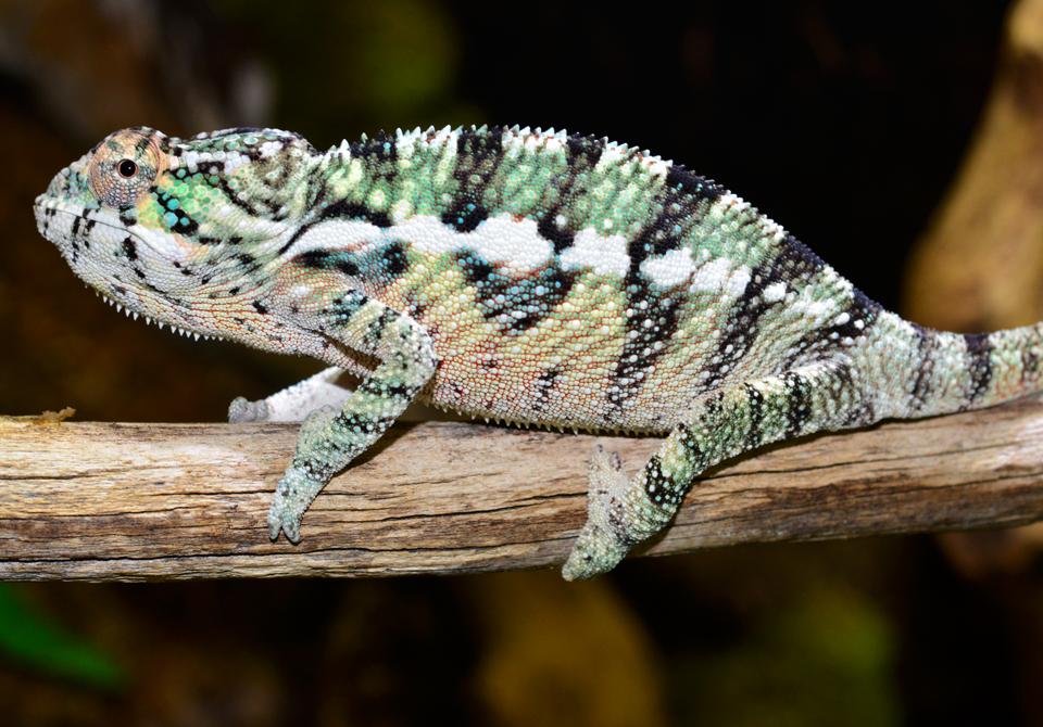 Ambilobe Male - Louis - Canvas Chameleons (2).png