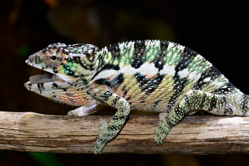Ambilobe Male - Louis - Canvas Chameleons (3).png