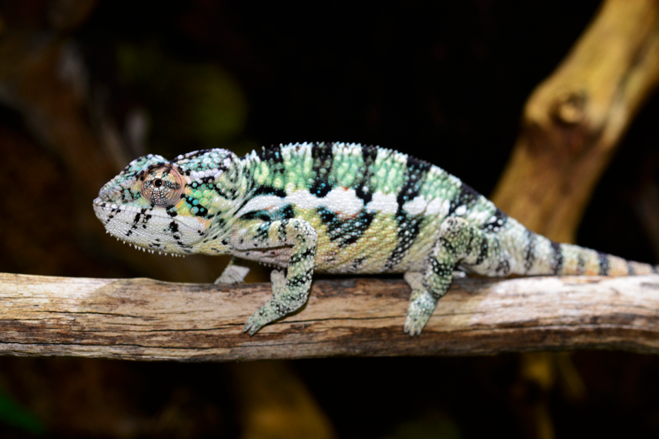 Ambilobe Male - Louis - Canvas Chameleons (4).png