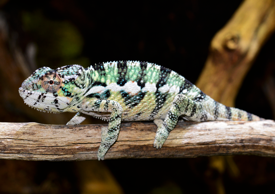 Ambilobe Male - Louis - Canvas Chameleons (5).png