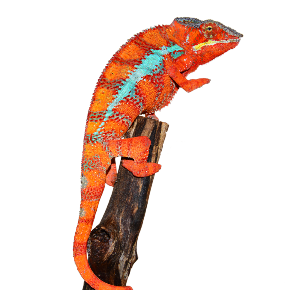 Ambilobe Sire Diablo (3).png