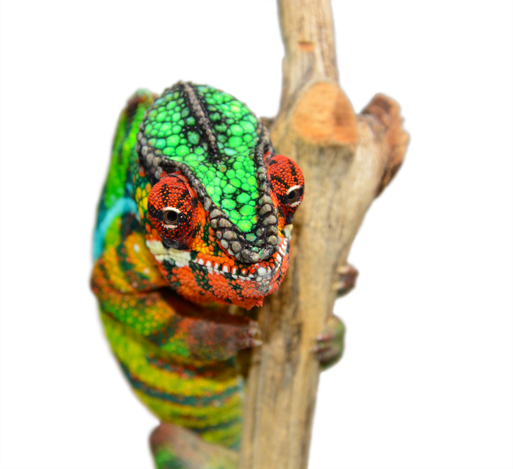 Ambilobe Sire Louis (1).png
