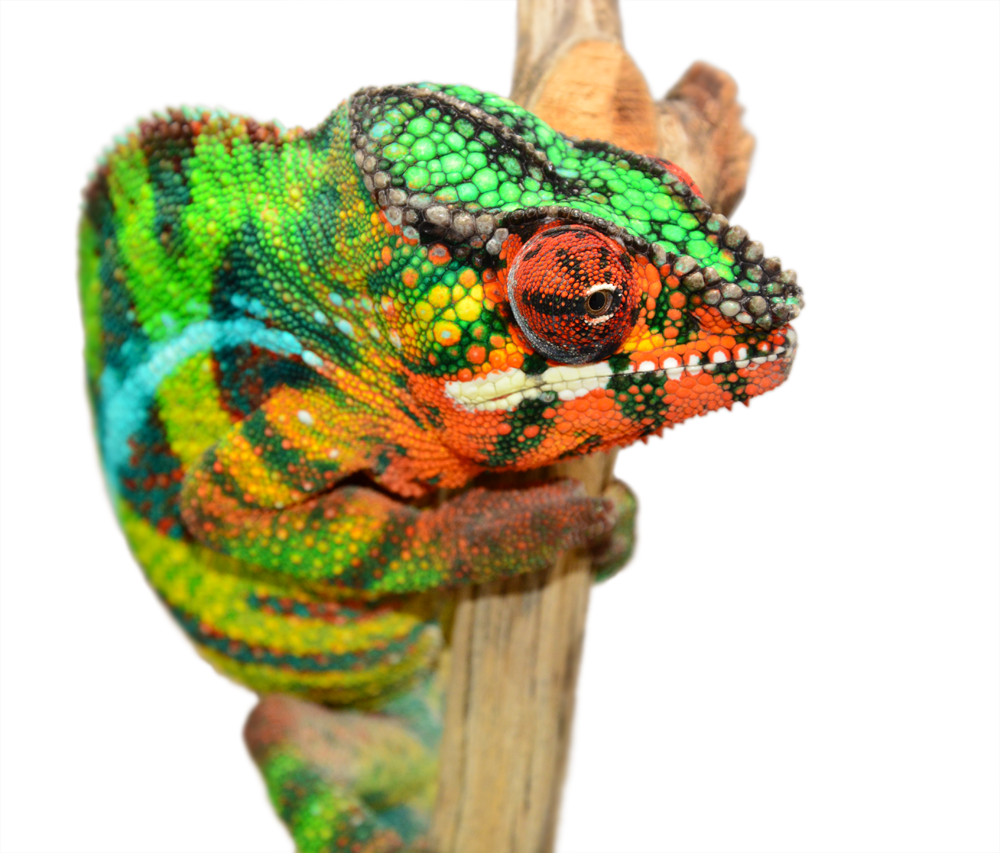 Ambilobe Sire Louis (2).png