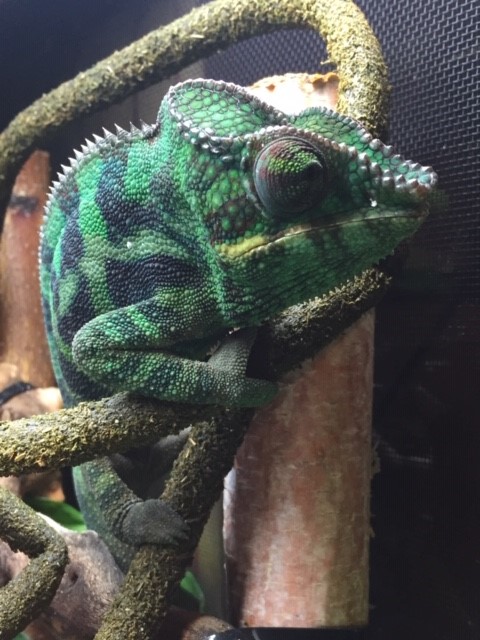 Angus June 2019.jpg