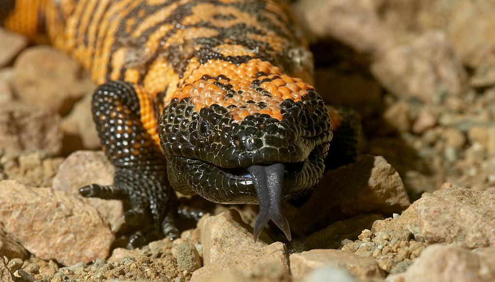The Gila-Monster is one of the very few lizards that are poisonous. 