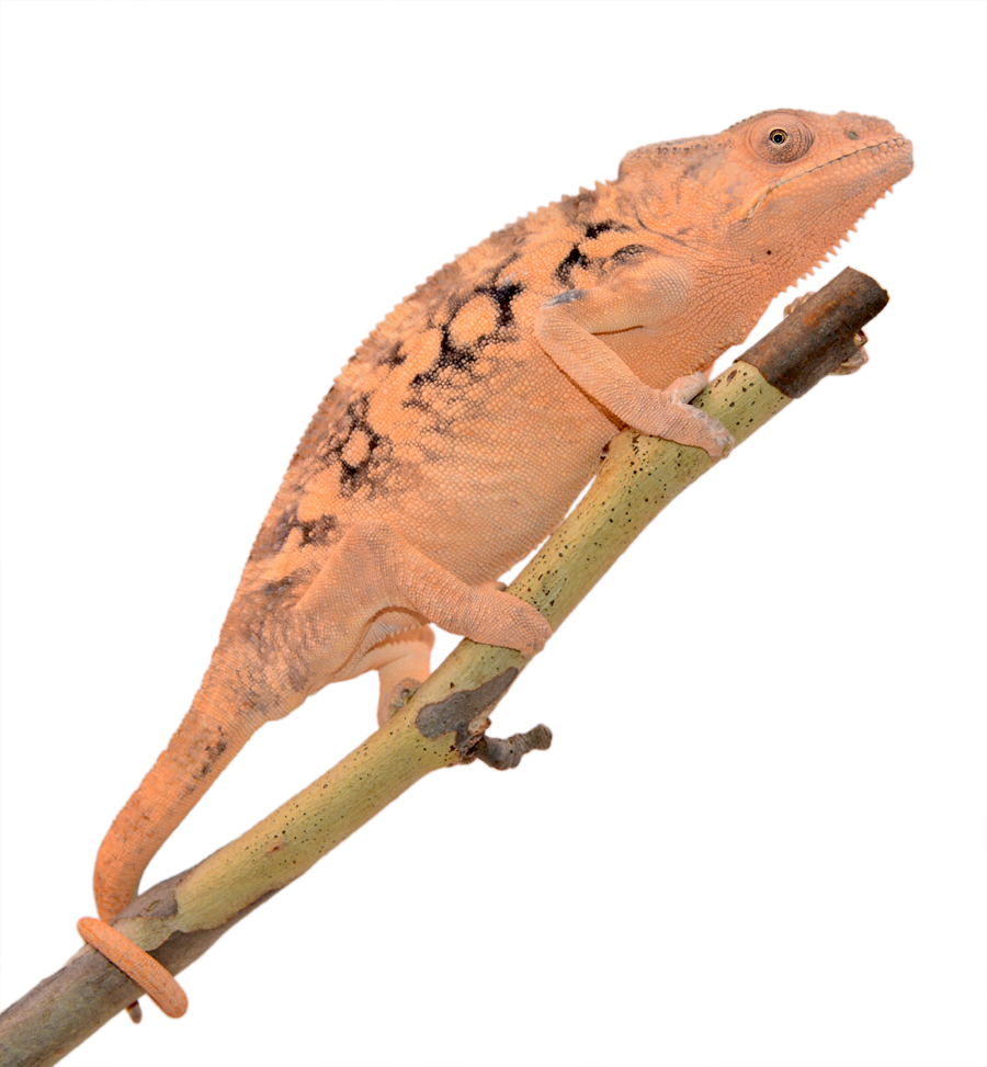 Ankaramy-Female-Canvas-Chameleons-1-Small.jpg