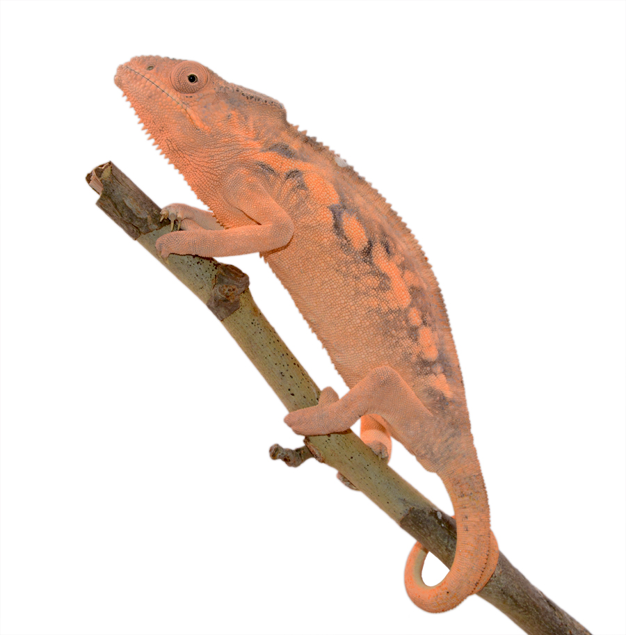 Ankaramy-Female-Canvas-Chameleons-2-Small.jpg