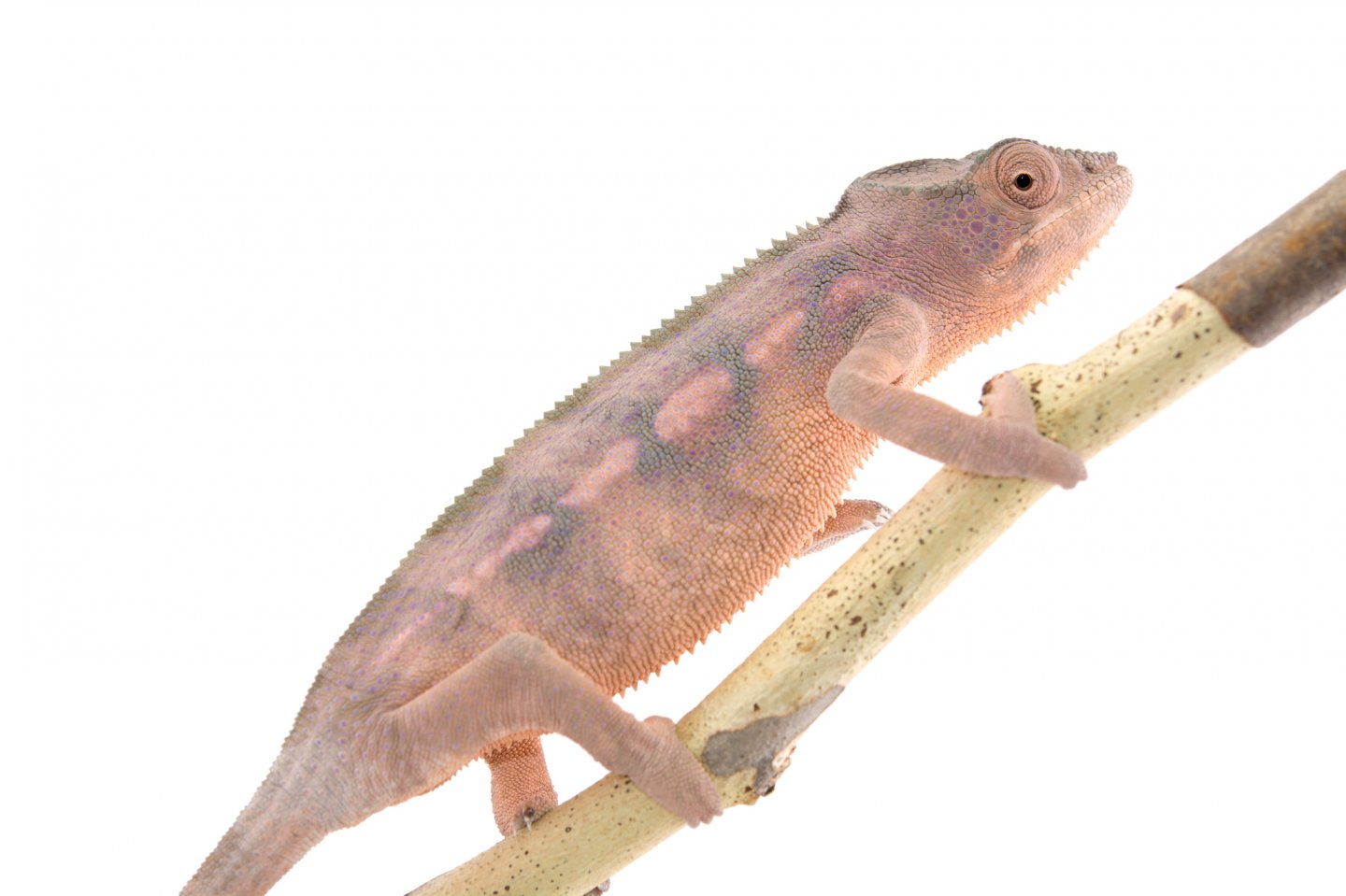Ankaramy-Female---Canvas-Select-1.jpg