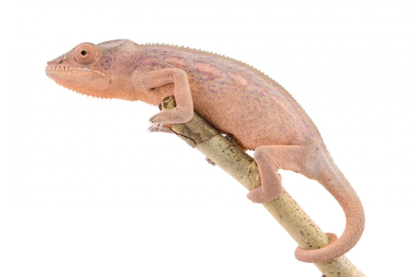 Ankaramy-Female---Canvas-Select-2.jpg