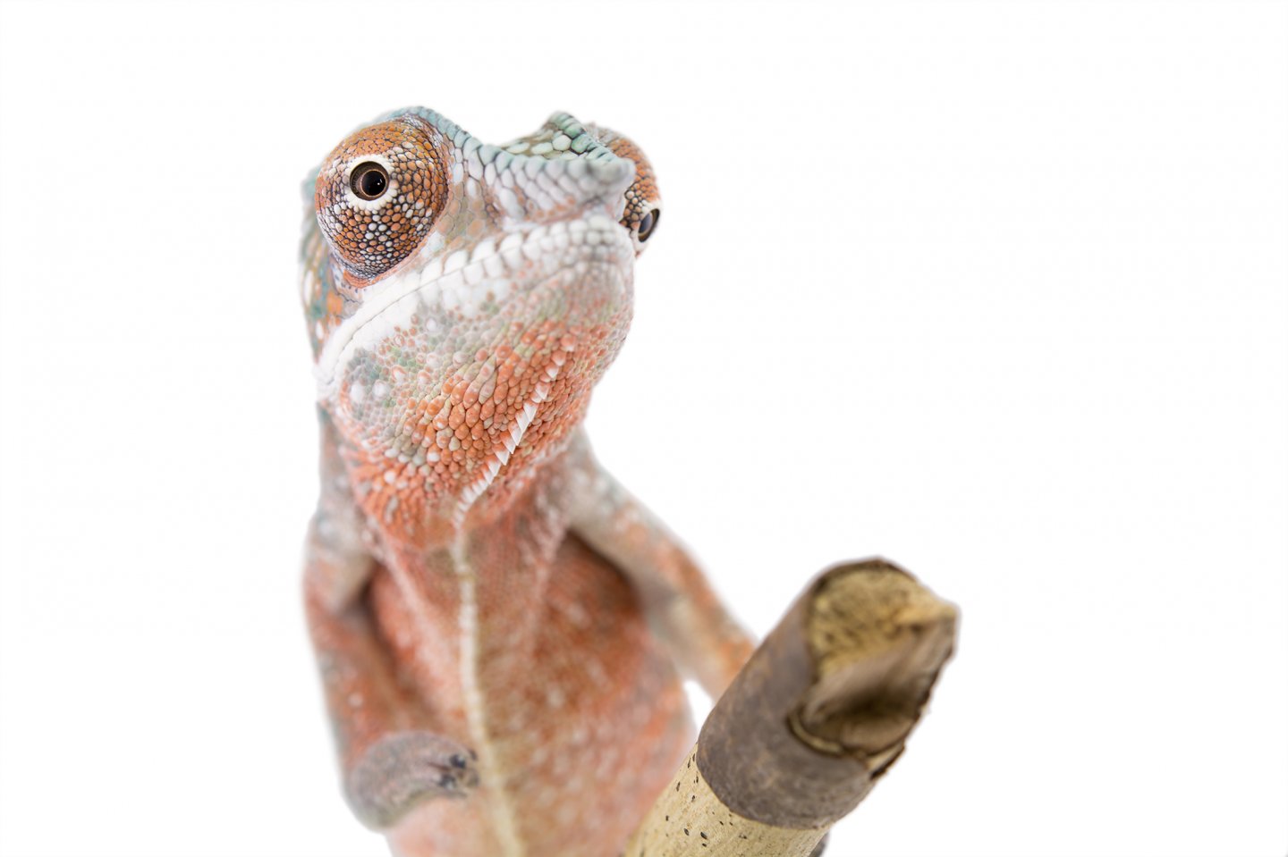 Ankaramy Male-1-3.jpg