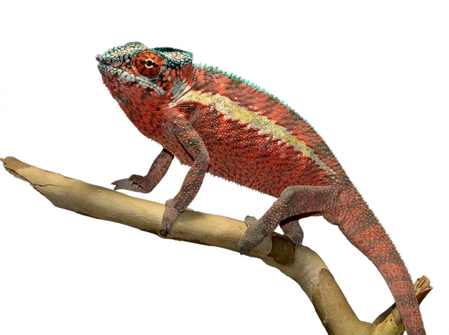 Ankaramy Male 1 - Canvas Chameleons (1) FB.jpg