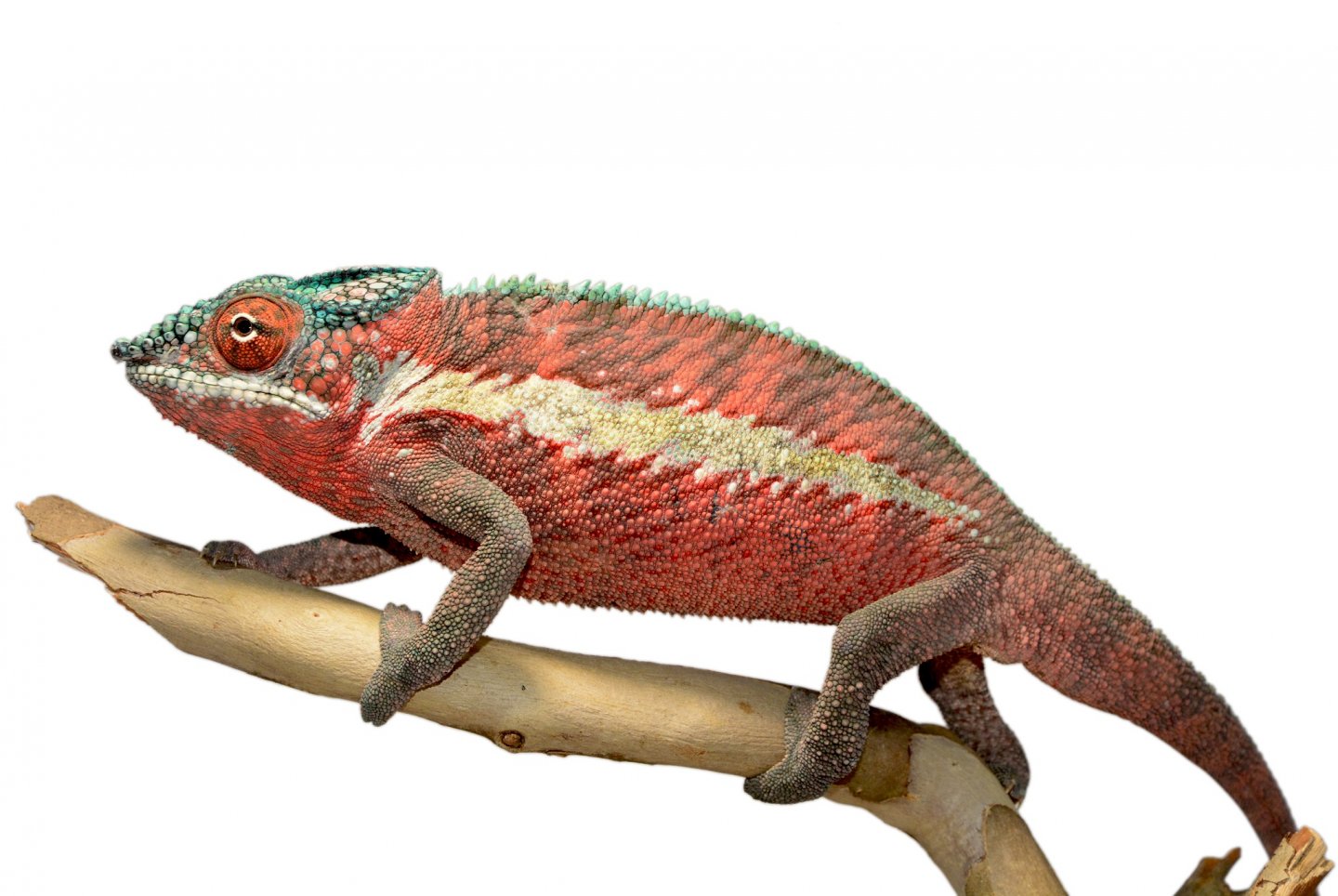 Ankaramy Male 1 - Canvas Chameleons (1) FB.jpg