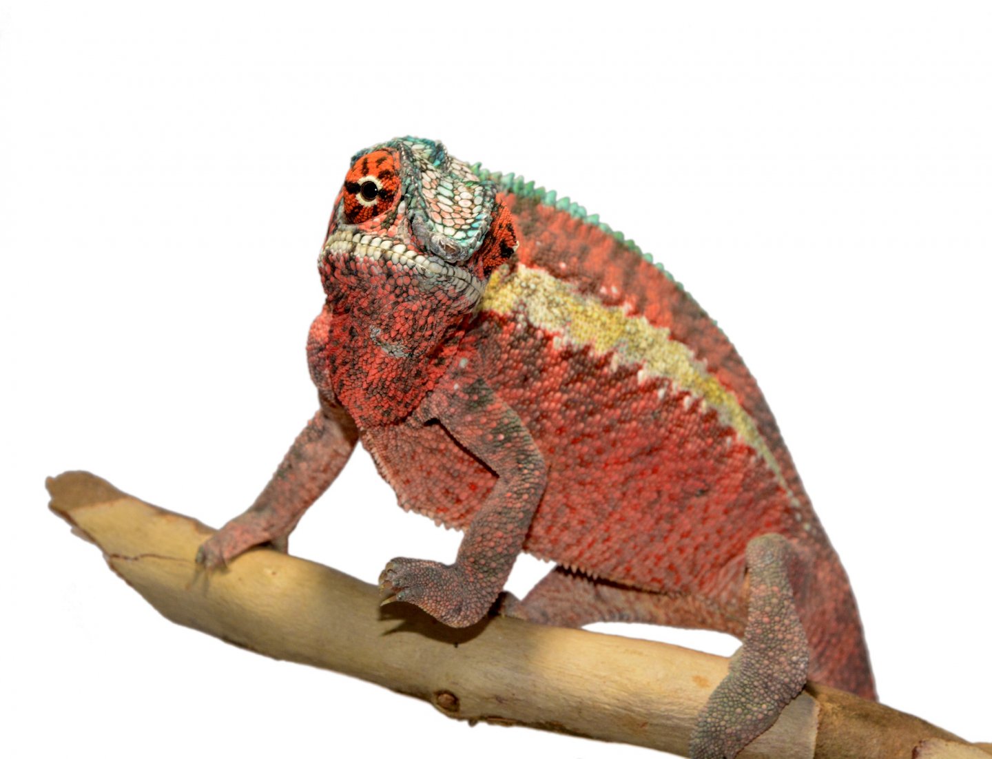 Ankaramy Male 1 - Canvas Chameleons (2) FB.jpg