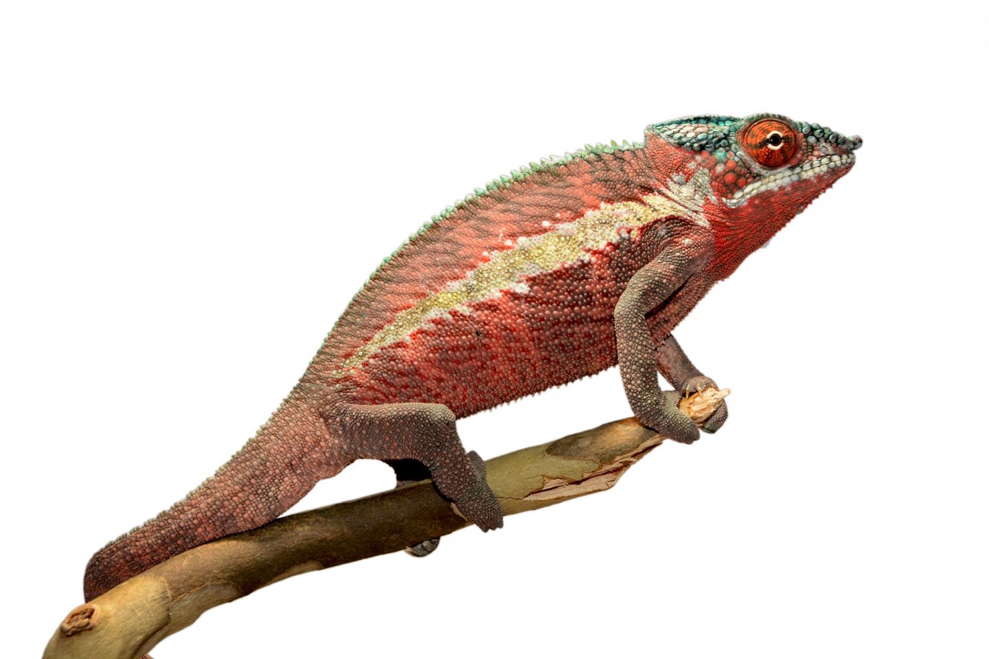 Ankaramy Male 1 - Canvas Chameleons (2) FB.jpg