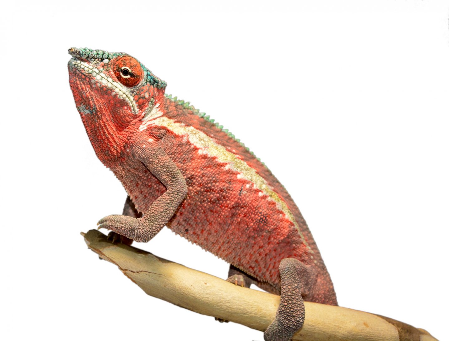 Ankaramy Male 1 - Canvas Chameleons (3) FB.jpg