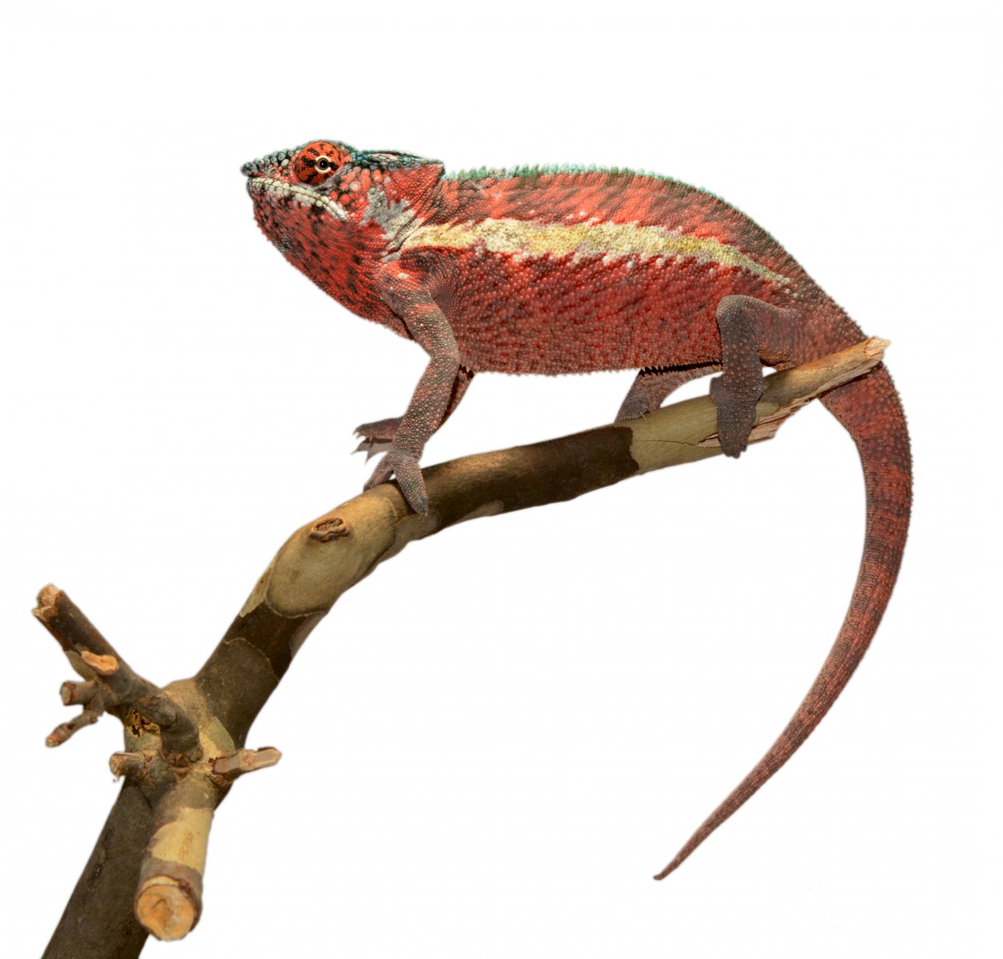 Ankaramy Male 1 - Canvas Chameleons (3).jpg