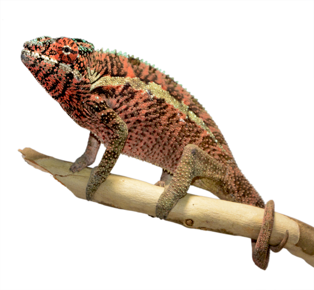 Ankaramy Male 1 - Canvas Chameleons  Small (1).jpg