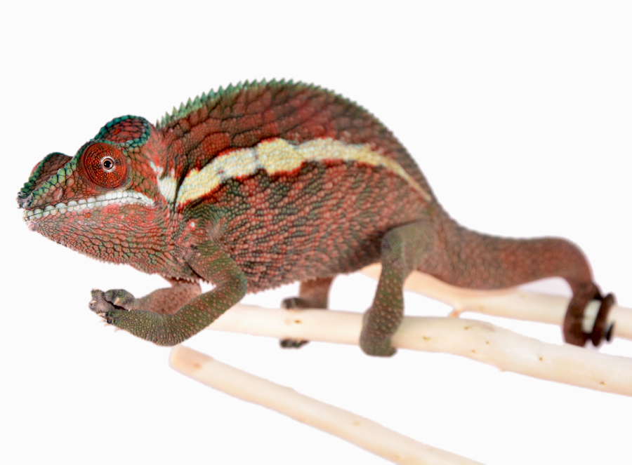 Ankaramy Male - Red - Canvas Chameleons (1) Small.jpg