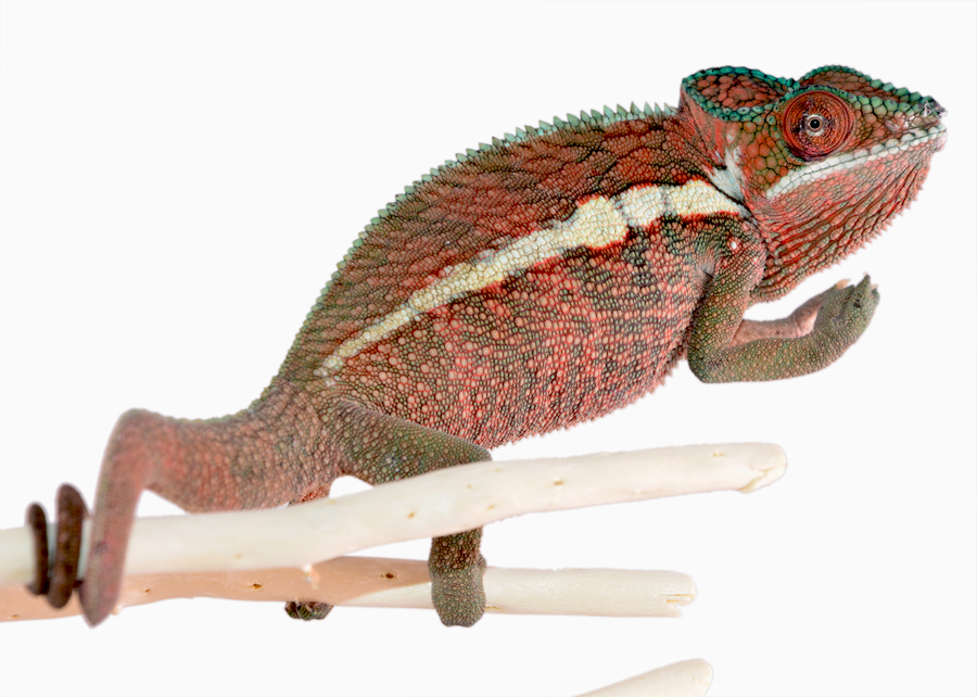 Ankaramy Male - Red - Canvas Chameleons (2) Small.jpg