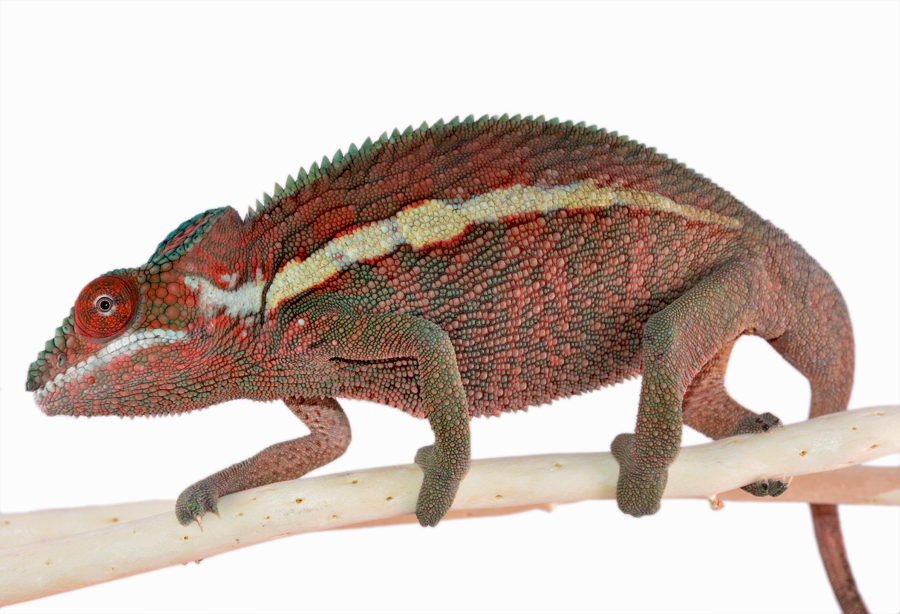 Ankaramy Male - Red - Canvas Chameleons (3) Small.jpg