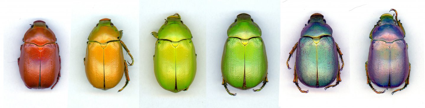 Anoplostethus laetus.jpg