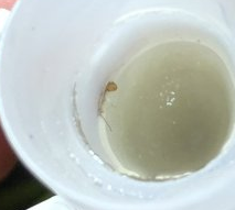 ant.PNG