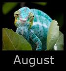 august.jpg