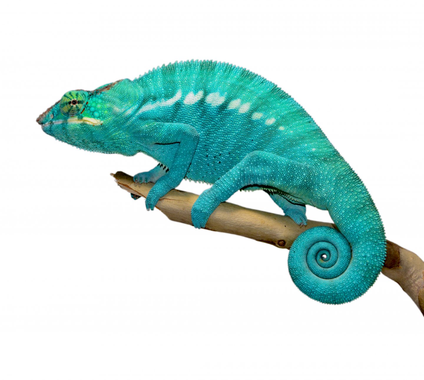 Azul Jr - Nosy Be - Canvas Chameleons (1).jpg