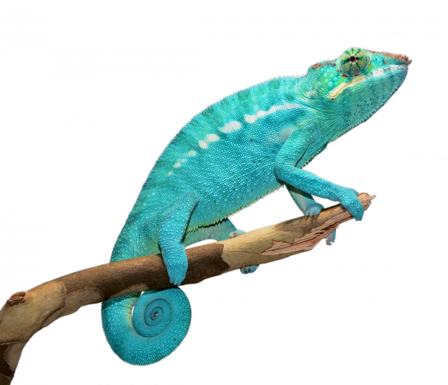 Azul Jr - Nosy Be - Canvas Chameleons (2).jpg