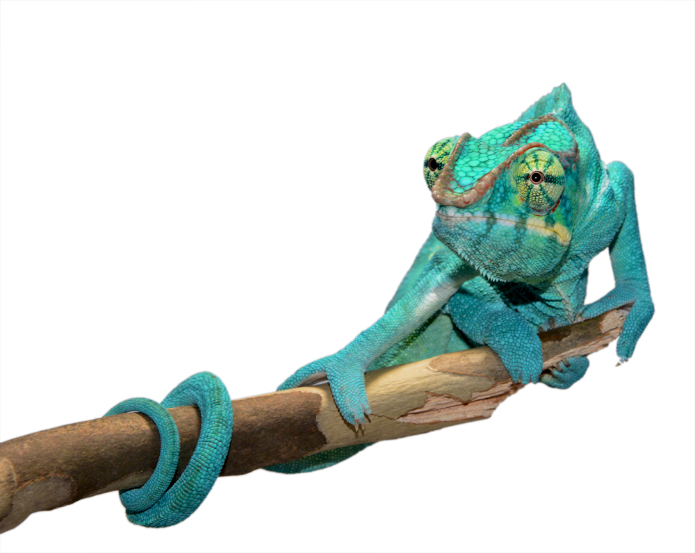 Azul Jr - Nosy Be - Canvas Chameleons (3) Small.jpg