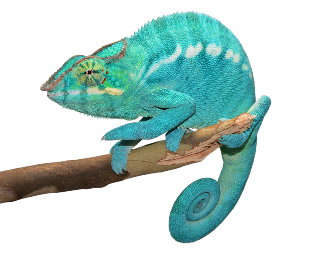 Azul Jr - Nosy Be - Canvas Chameleons (4) Small.jpg