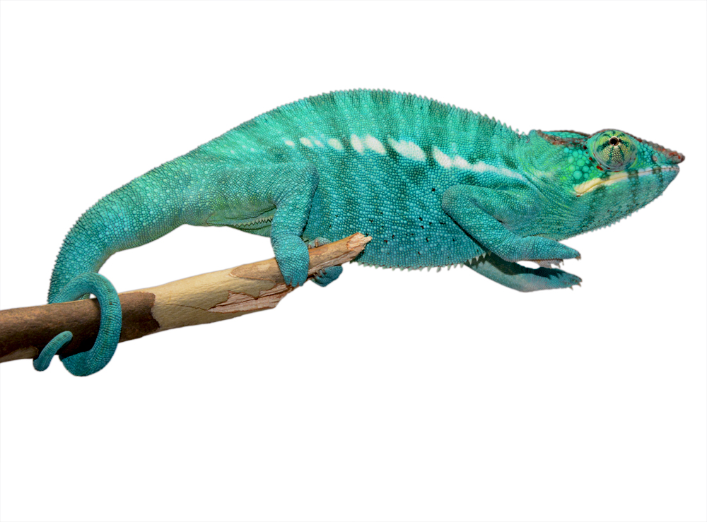 Azul Jr - Nosy Be - Canvas Chameleons (5) Small.jpg