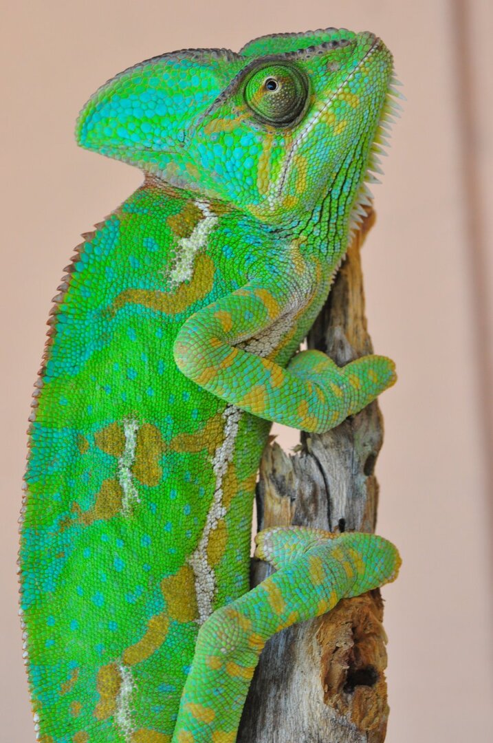 US - Veiled Chameleon Eggs For Sale (Hunter, Bane and Gamora