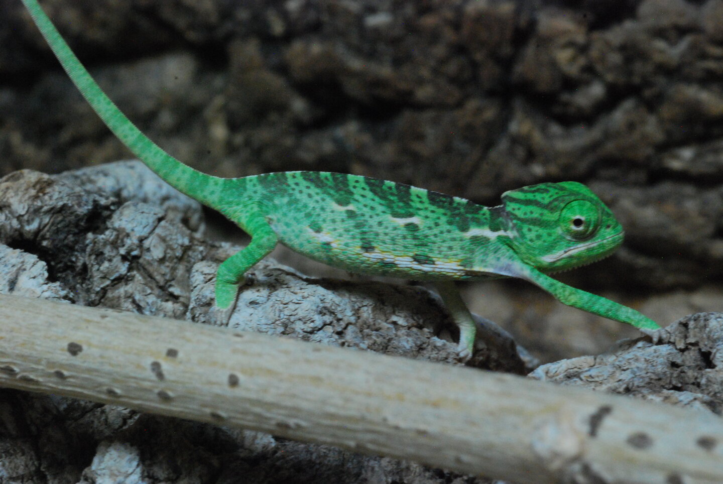 My Babies 3 Weeks Old | Chameleon Forums