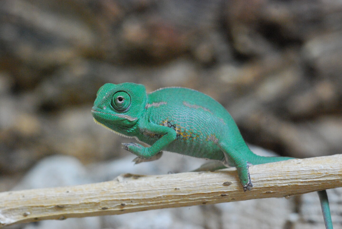 My Babies 3 Weeks Old | Chameleon Forums
