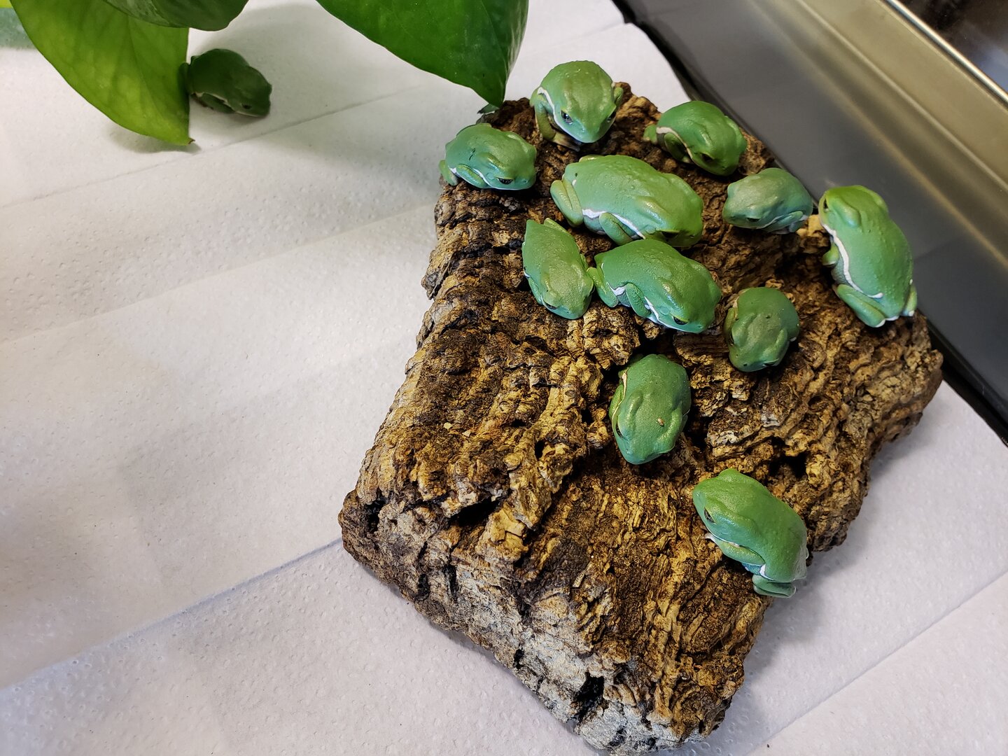 Babies 9 18 on cork.jpg