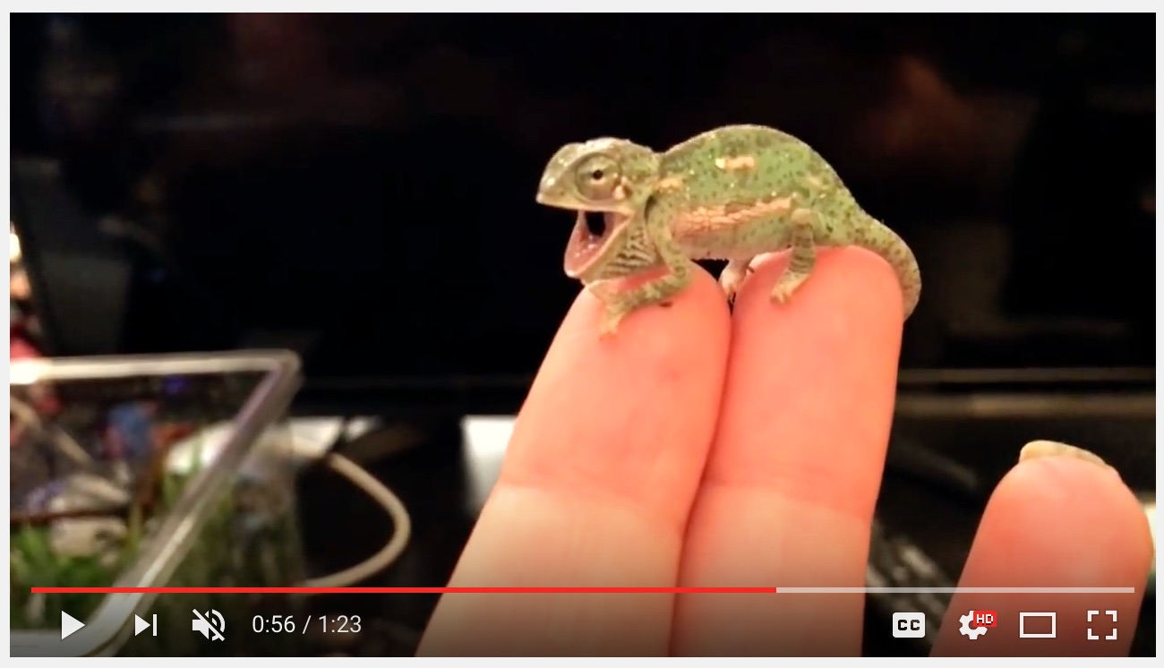 BABY CHAMELEON Changes Color Pattern (1 DAY OLD).jpg