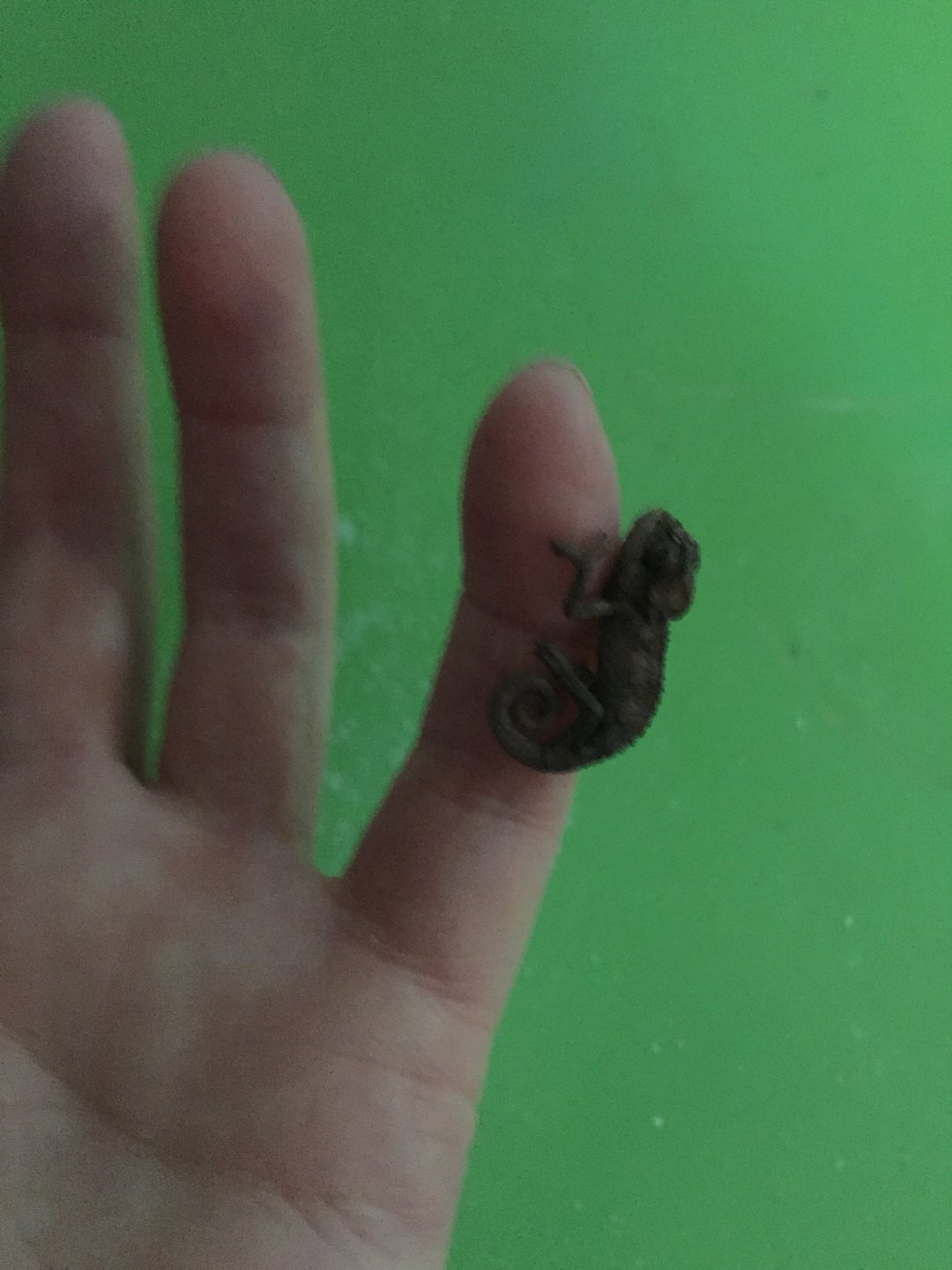 Baby Hoehnelii.JPG