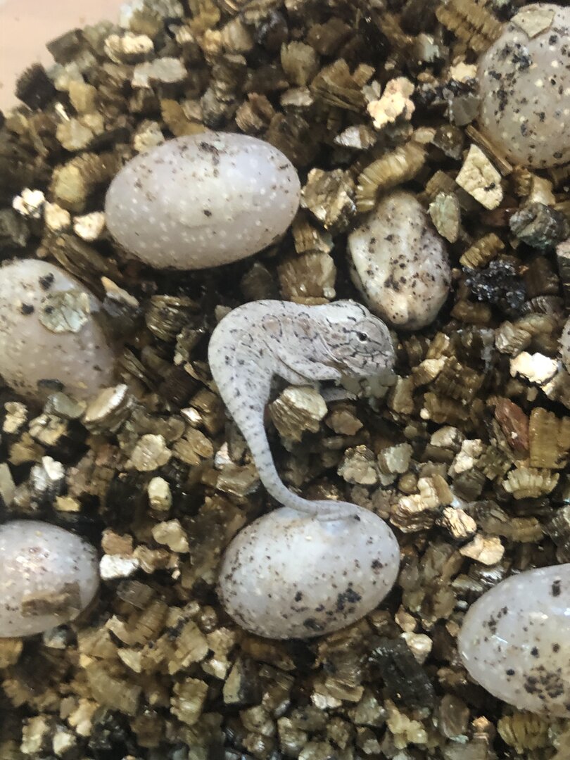 Baby lat.jpg
