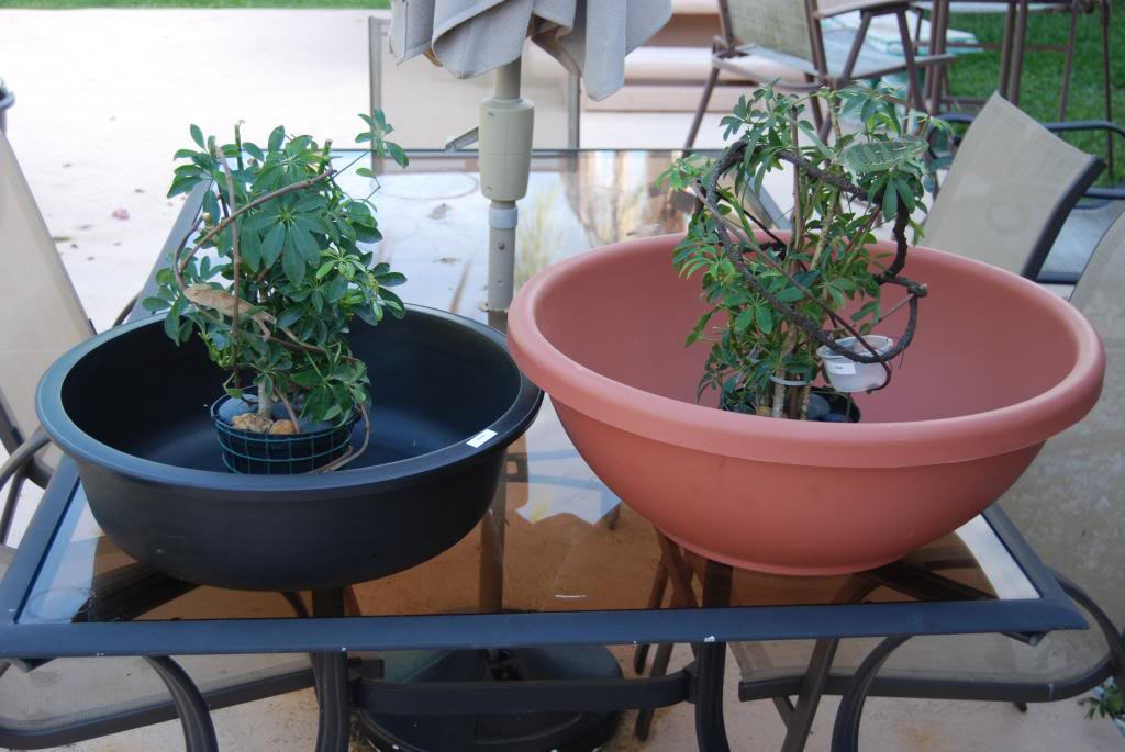 Babytrees6913015_zps4506af4f.jpg