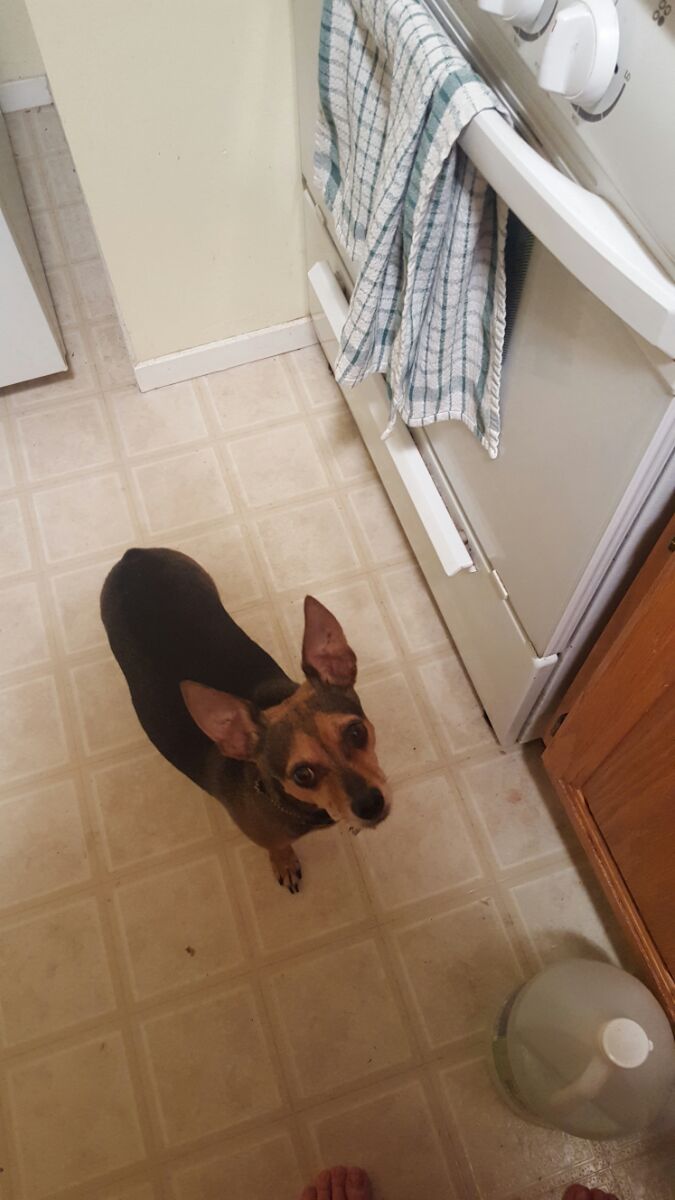 baking cookies with Dewey.jpg
