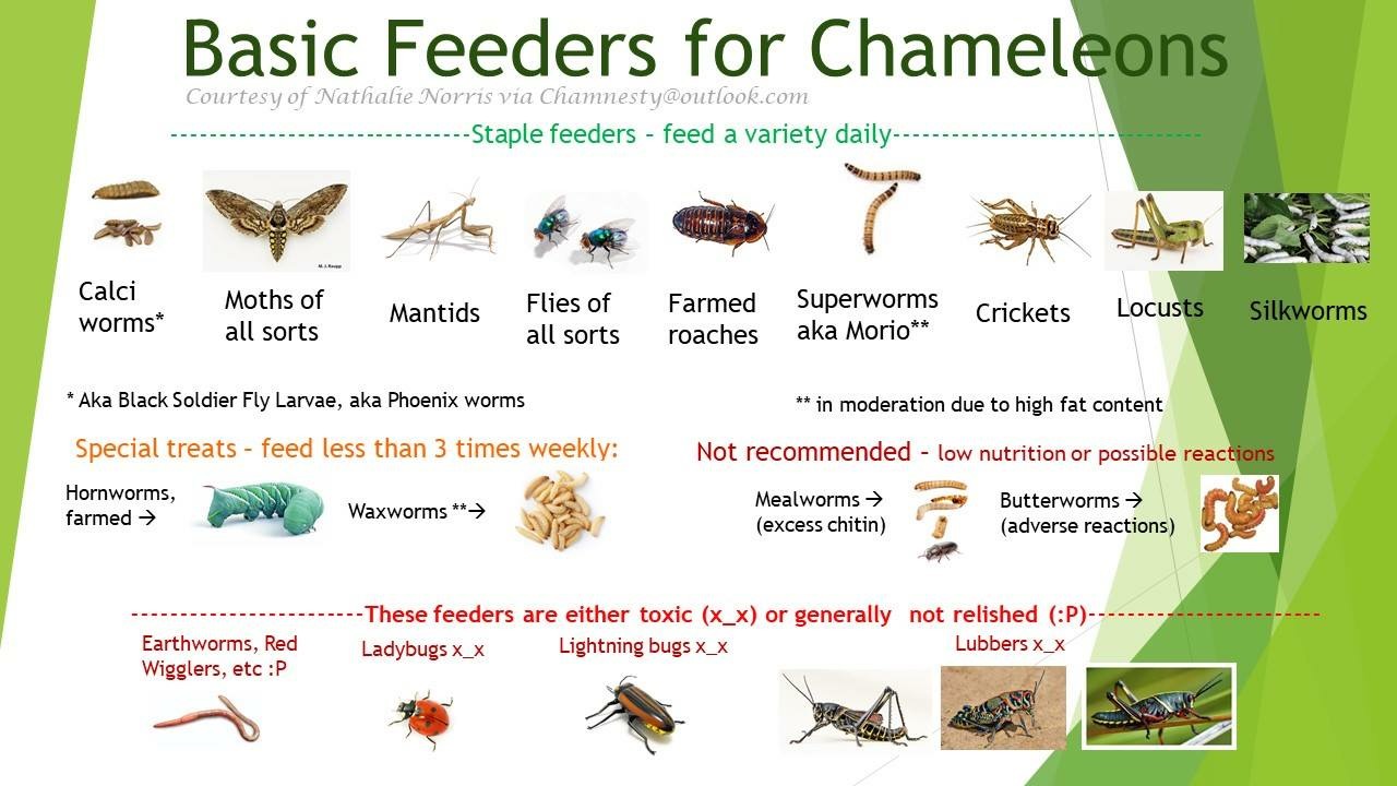 Basic Feeder pic.jpeg