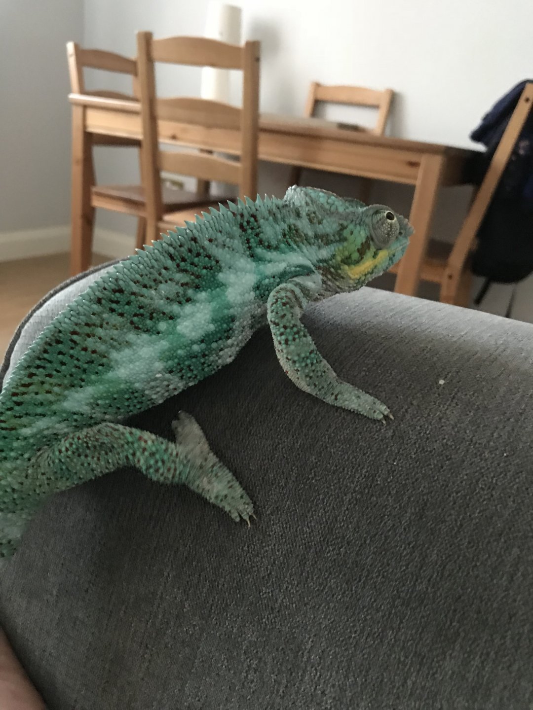 What variation of panther is my Cham? | Chameleon Forums