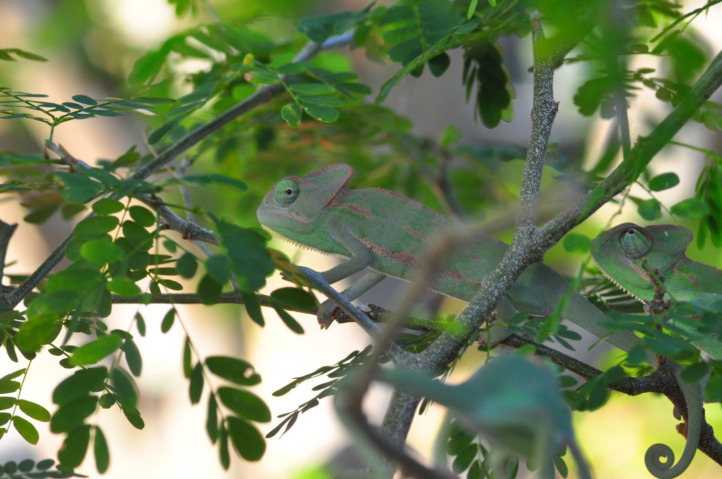 Friendly Baby Veiled Chameleons | Chameleon Forums