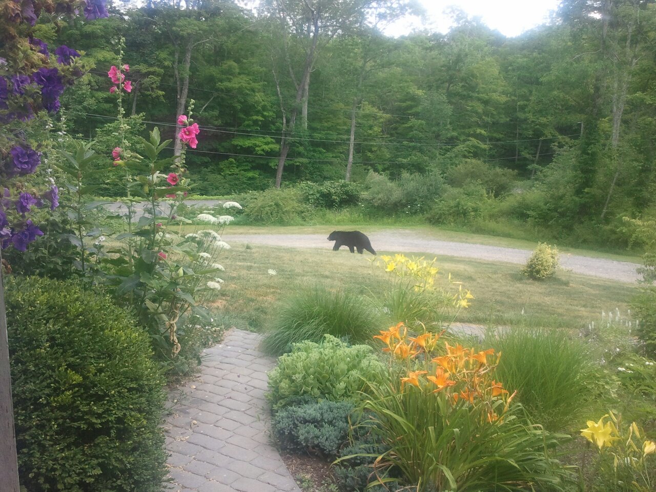 bear 71412.jpg